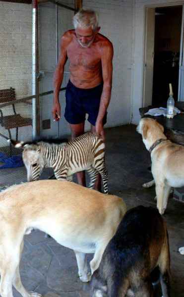 Mountain zebra among our dogs